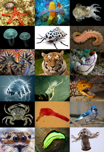 Animal_diversity.png