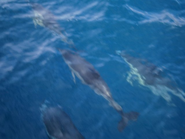 delfine-unter-wasser-madeira.jpg