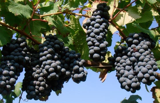 Abrusco Grapes.jpg