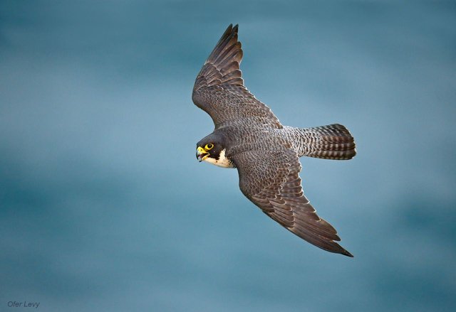 ofer-levy-photographing-peregrine-falcon-08.jpg