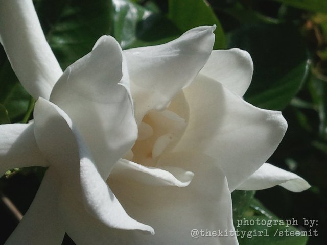 WhiteMagnolia.jpg