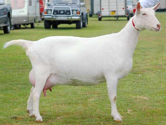 Saanen-breeds-of-goat.jpg