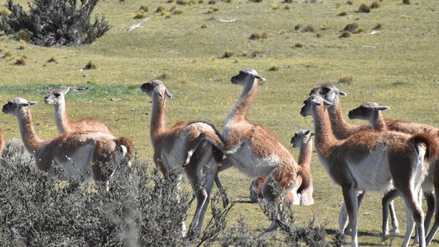 guanaco-herd-close.jpg
