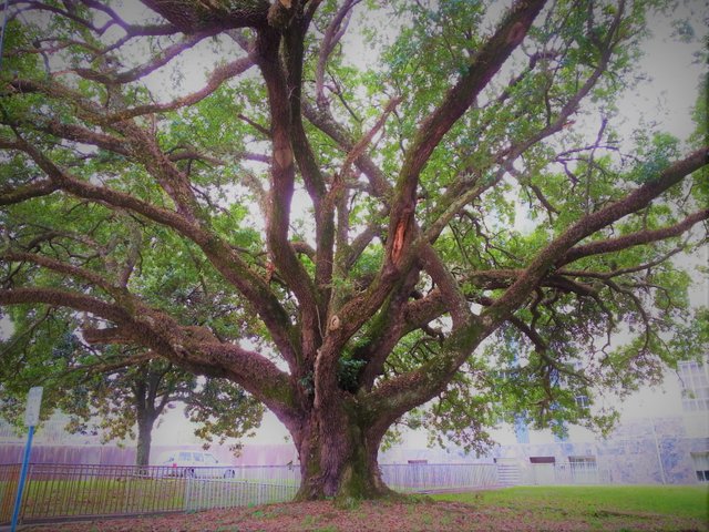 Vicksburg Oak (2).jpg