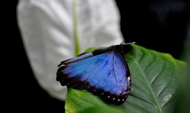 The World of Butterflies....Die Welt der Schmetterlinge ...
