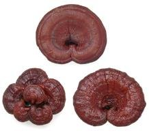 xdried-reishi-mushrooms.jpg.pagespeed.ic.O10fB7Ozn8.jpg