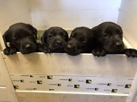 rescued-black-labrador-puppies-5a7e3e228df35.jpg