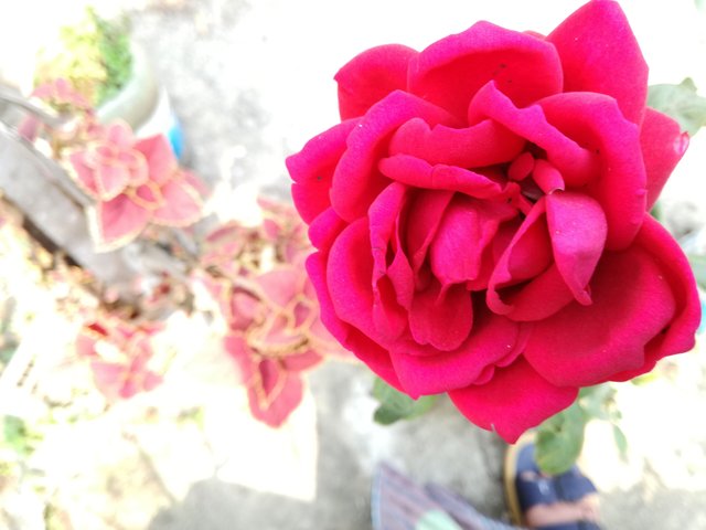 IMG_20180209_115630.jpg