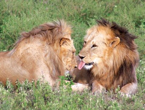 tanzania_serengeti_lions.jpg