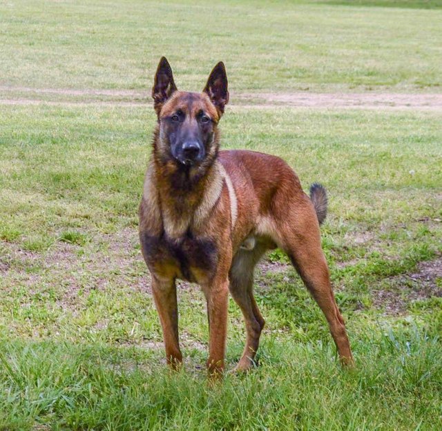 1 Maximus Samuel A Belgian Malinois.jpeg