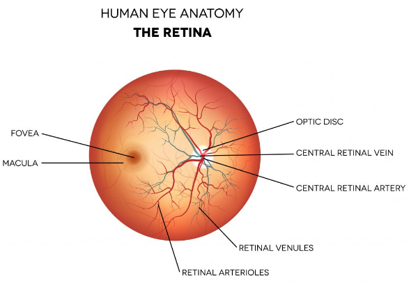 retina.PNG