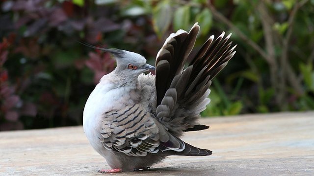 Pigeon Crested-1.jpg