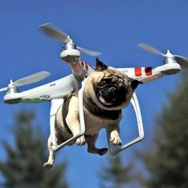 drone dog.jpg