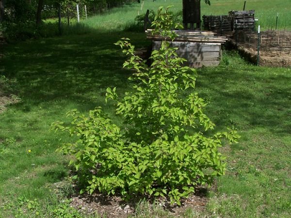 Kousa dogwood crop May 2018.jpg