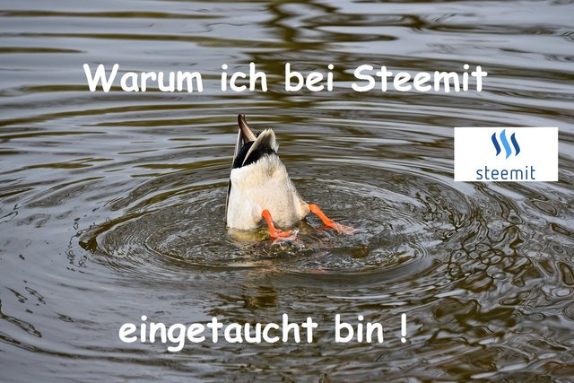 duck-3319107_1920.jpg