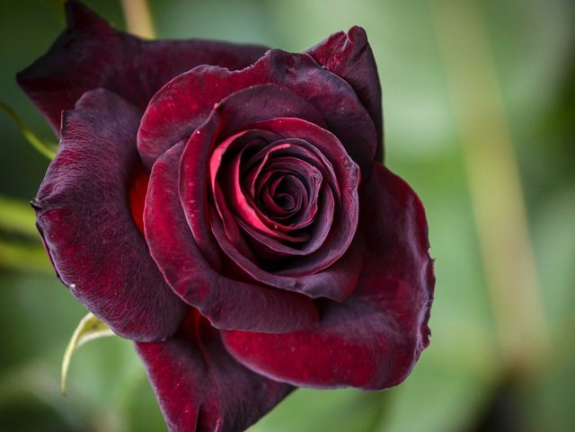 black-baccara-hybrid-tea-rose.jpg