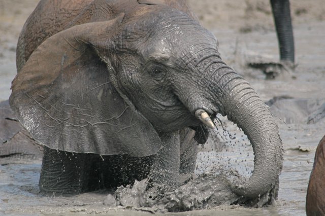 muddy-elephants3.jpg