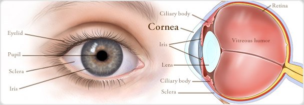 cornea-and-external-disease_page-banner.jpg
