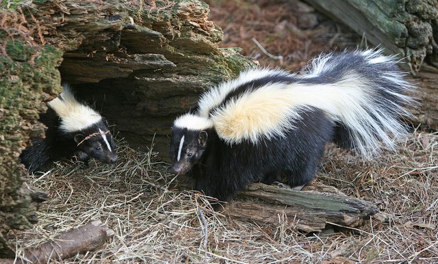 Skunks CC birdphotos.jpg