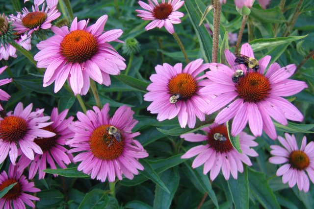 echinacea-purpurea-rubinstern-2.jpg