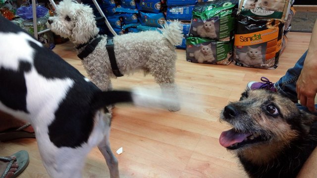 eni in shop with other dogs
