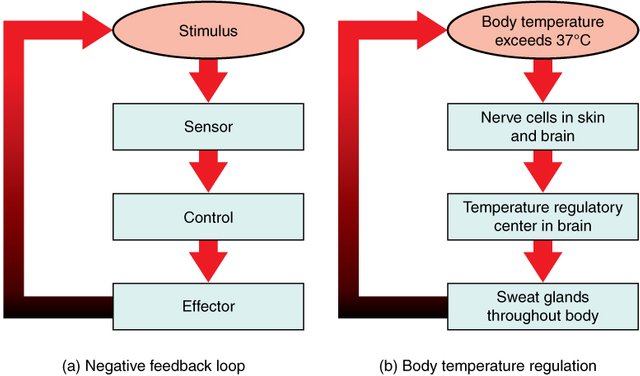 105_Negative_Feedback_Loops.jpg