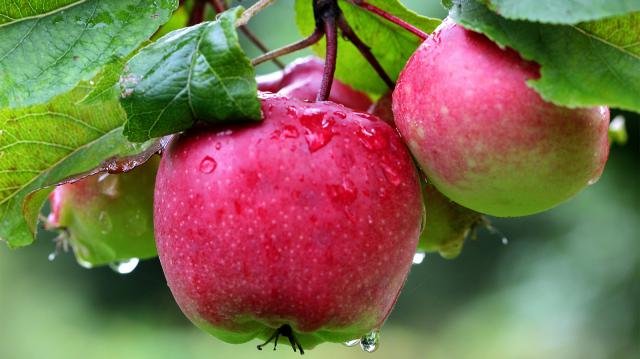 die Apple and cherry fruit seeds are life-threatening.jpg