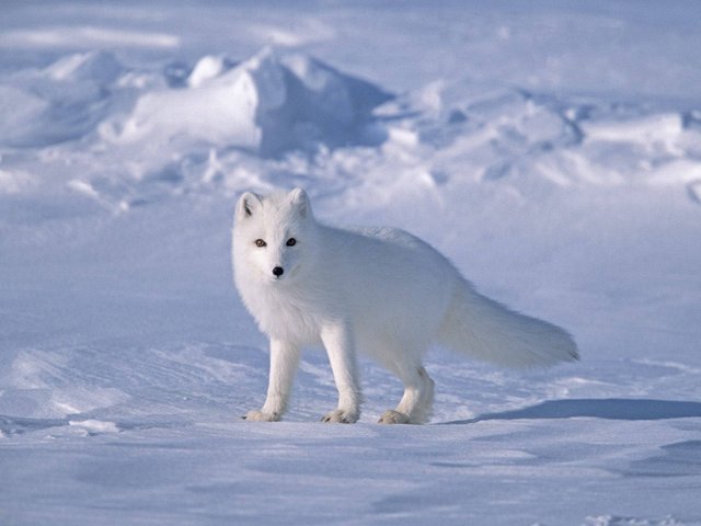 arctic fox_winter.jpg