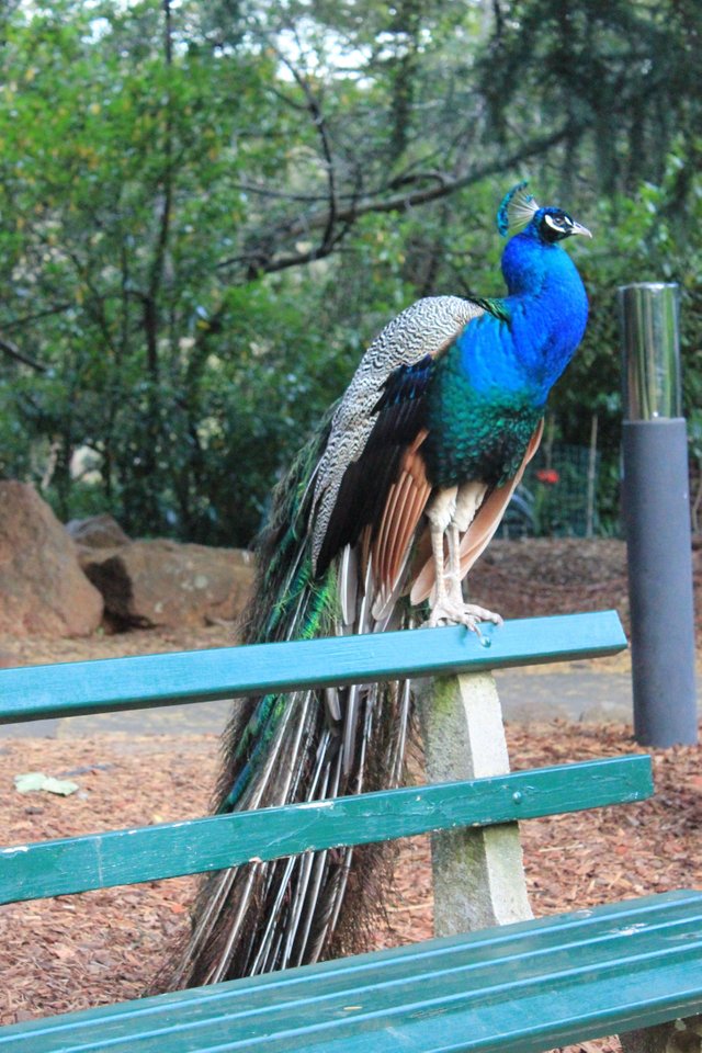 Peacock.jpg