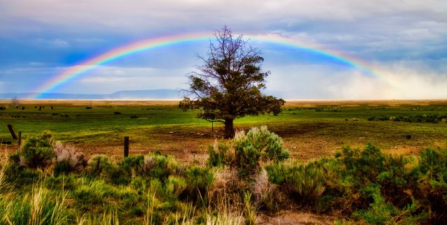 oregon_treeandrainbow.jpg