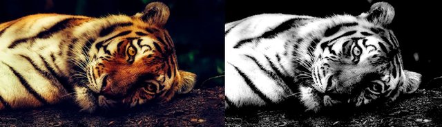 tigre combinado.jpg