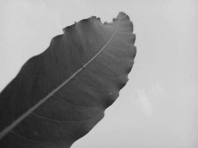 Leaf 01.jpg