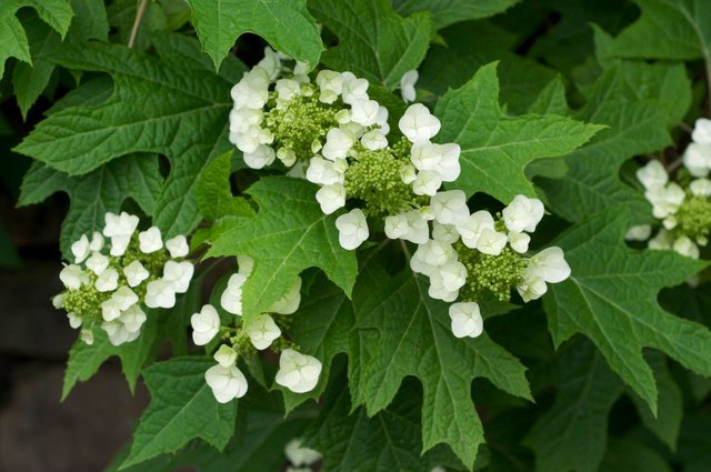 Hydrangea_quercifolia_BhamBotGdn.jpg