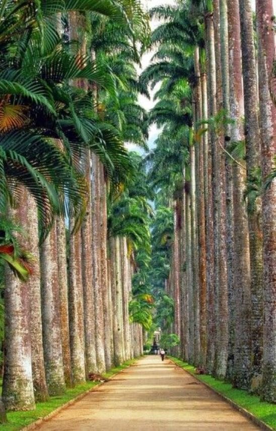 Tunnels of Trees 7.jpg