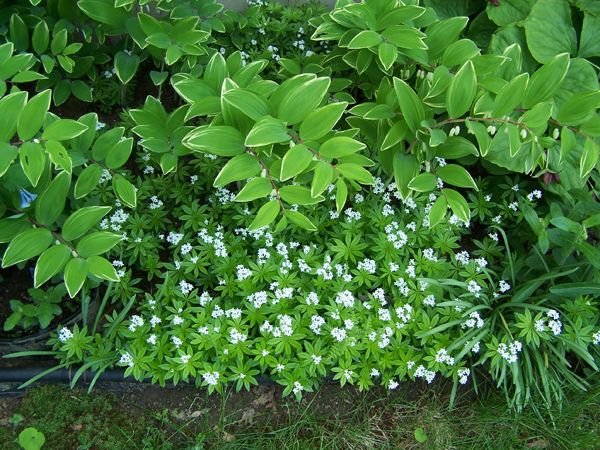 New North - sweet woodruff crop May 2018.jpg