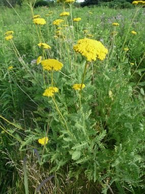 yarrow-flowers-2.jpg