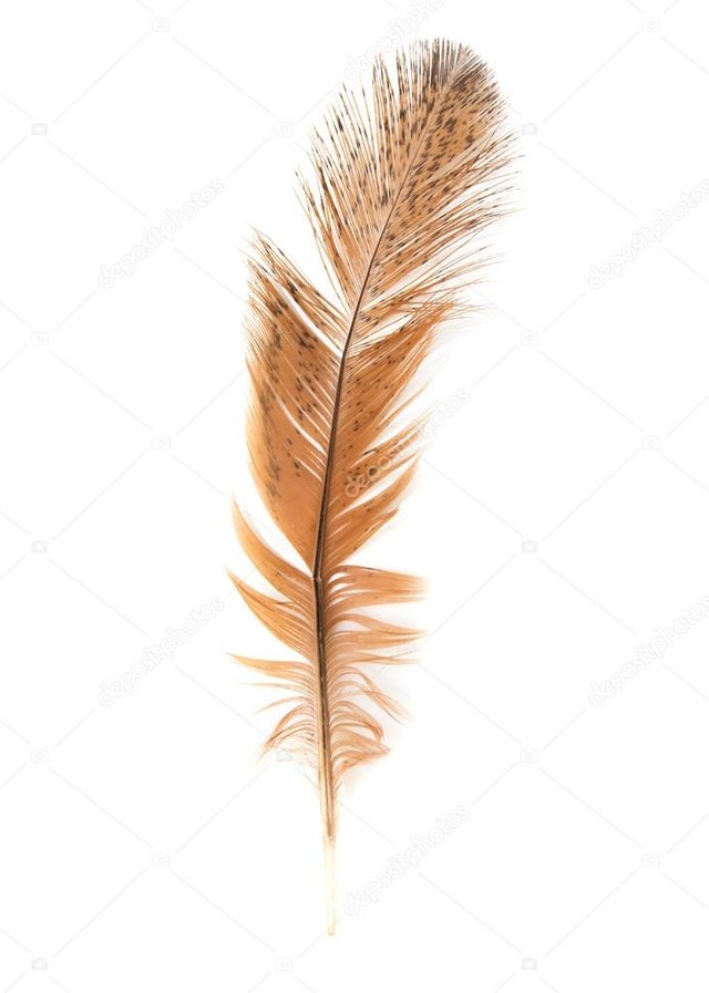 depositphotos_12192192-stock-photo-golden-feather-on-a-white.jpg