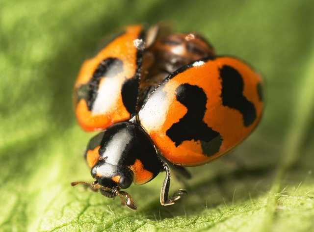 Coccinella_transversalis_2.jpg