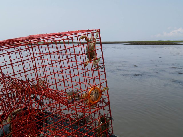 Crab pot.jpg