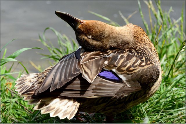 DivaDuck.JPG
