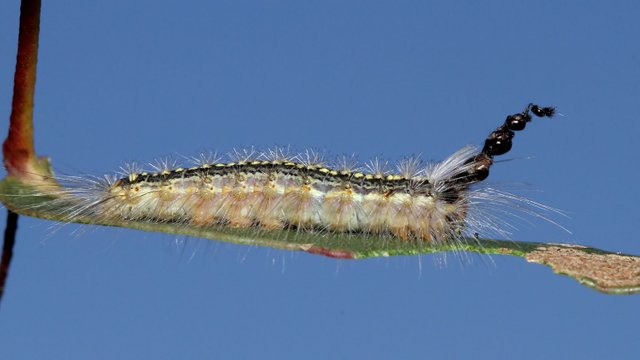 Nolidae Uraba lugens Gum Leaf Skelotoniser BY Tas 2018-01-11.jpg