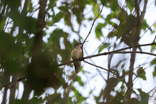 2E5A1994 Black-chinned Hummingbird.jpg