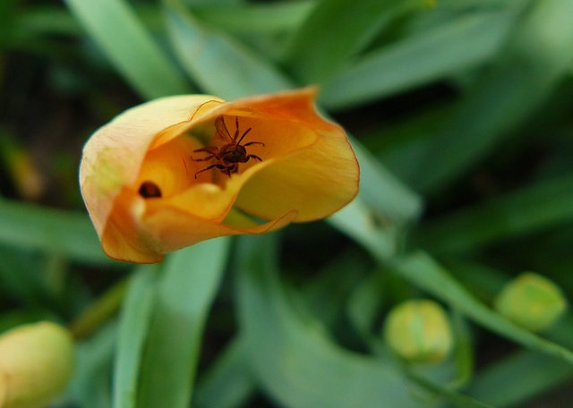 tulip orange mini bee 3.jpg