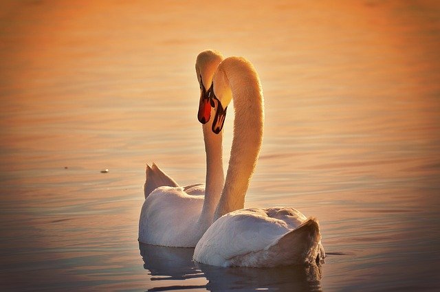 swans-1118903_640.jpg
