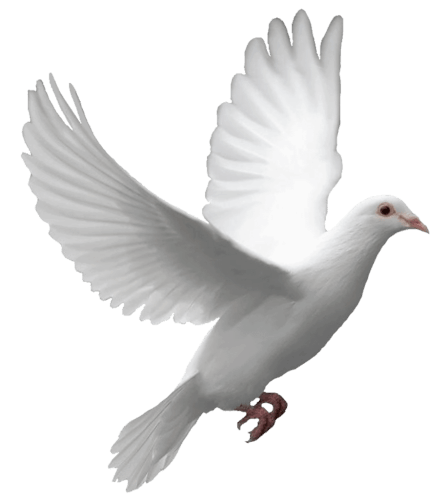 dove png.png