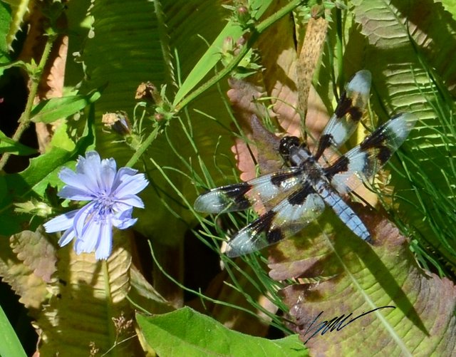 _black and blue dragonfly.jpg