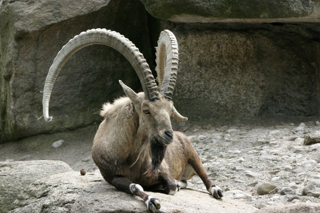 Capra_ibex_ibex_–_02.jpg