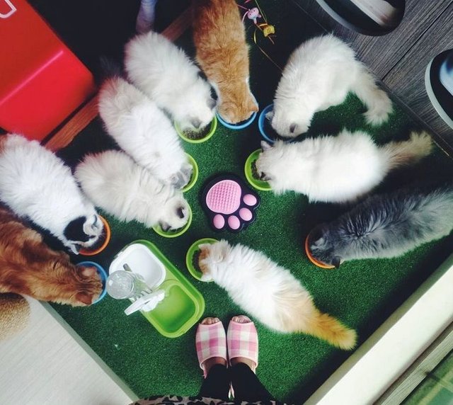 kafe kucing.jpg