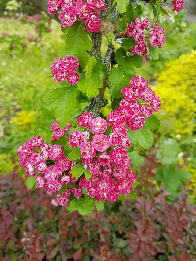 20180512_152637.jpg