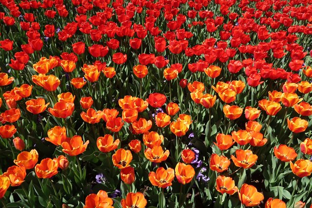 Tulip Festival, Utah.JPG